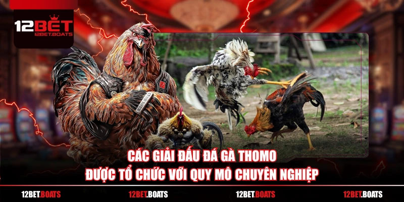 Các giải đấu đá gà Thomo được tổ chức với quy mô chuyên nghiệp