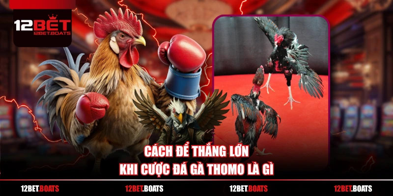 Cách để thắng lớn khi cược đá gà Thomo là gì