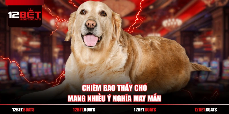 Chiêm bao thấy chó mang nhiều ý nghĩa may mắn