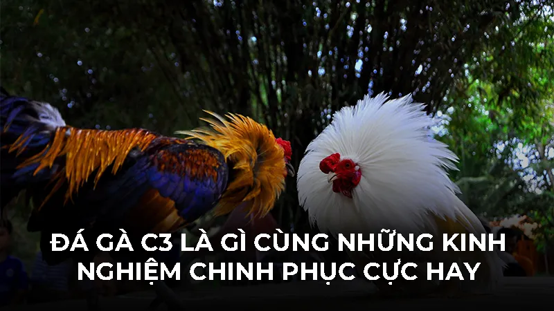 Đá Gà C3 Là Gì Cùng Những Kinh Nghiệm Chinh Phục Cực Hay
