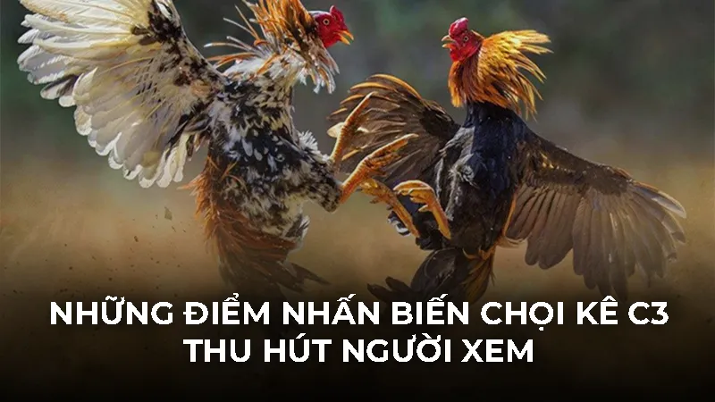 Những điểm nhấn biến chọi kê C3 thu hút người xem