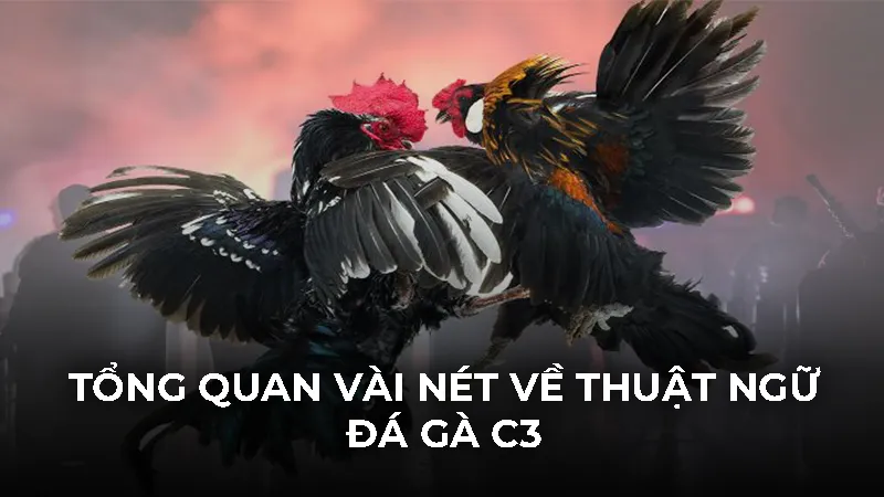 Tổng quan vài nét về thuật ngữ đá gà C3